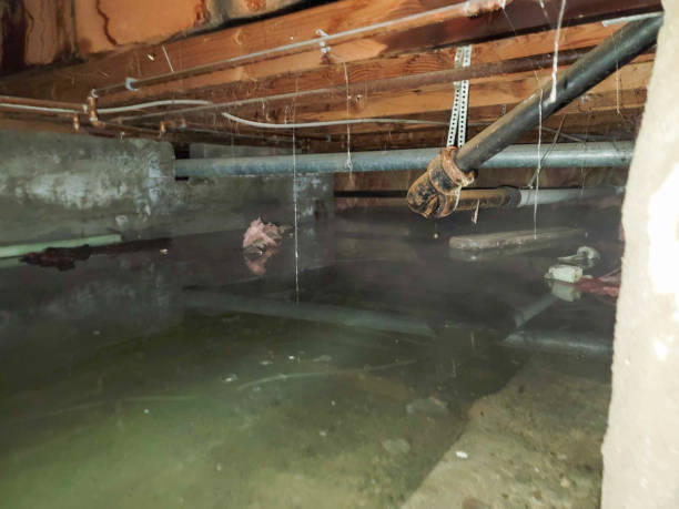 Best Local water damage restoration  in Crown Heights, NY